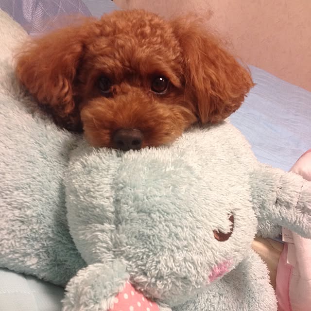 Miyuki1013さんの実例写真