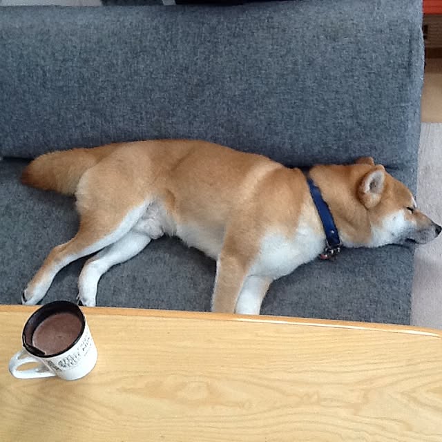 kotaさんの実例写真