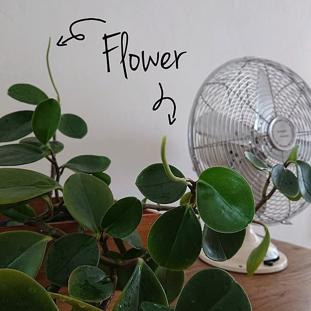 Mi-koさんの部屋