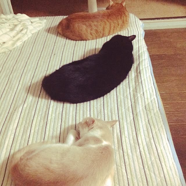 makiさんの実例写真