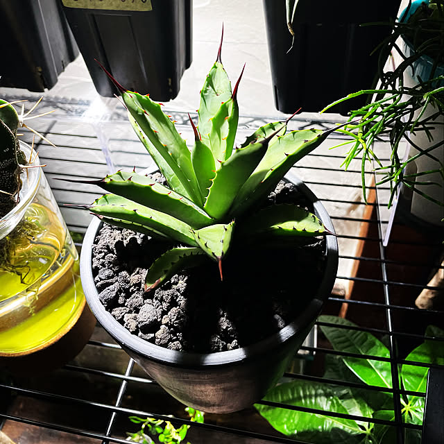 観葉植物/照明/多肉植物/グリーンのある暮らし/棚のインテリア実例 - 2023-03-08 21:19:58