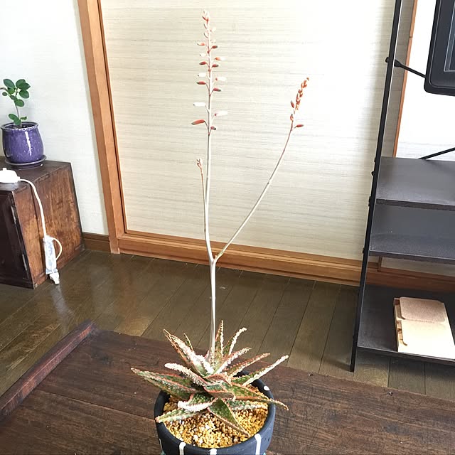 tadaさんの実例写真