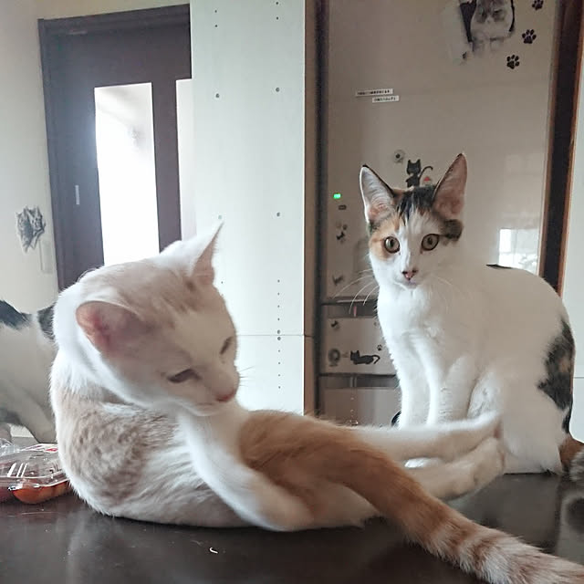 実例写真