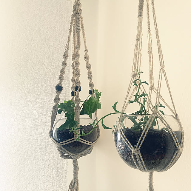 観葉植物/壁/天井のインテリア実例 - 2021-07-08 18:51:15