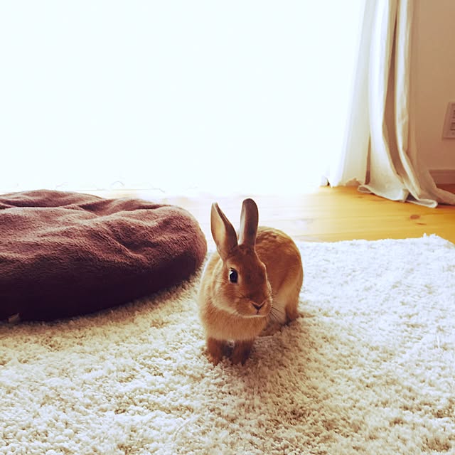 chiiさんの実例写真