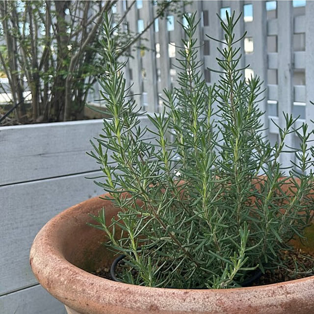 lalahさんの実例写真