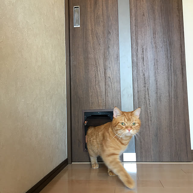 nekoさんの実例写真