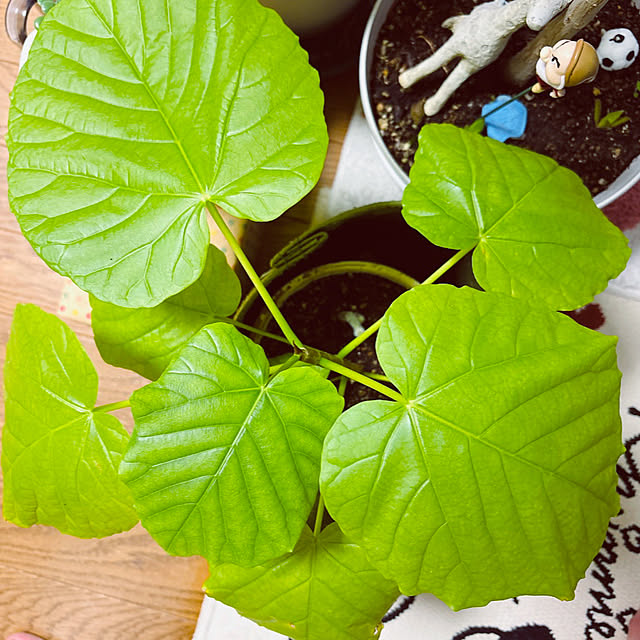takakoさんの部屋