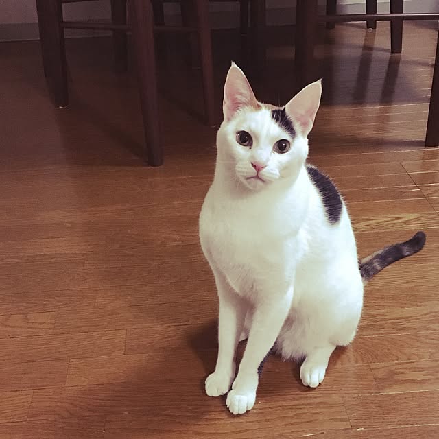 ichi.さんの実例写真