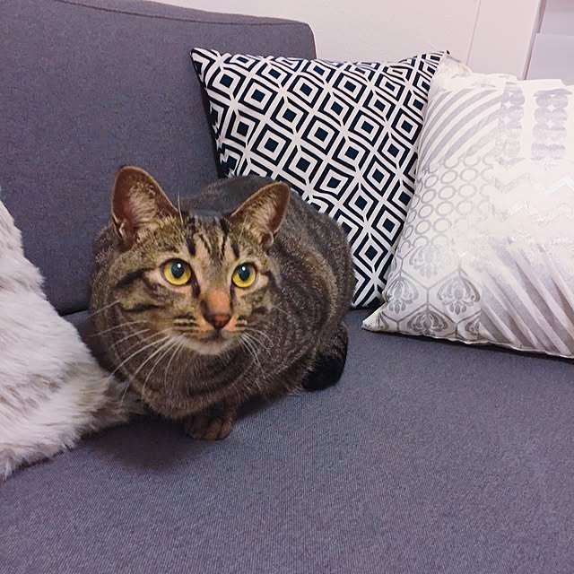 nyan.73さんの実例写真