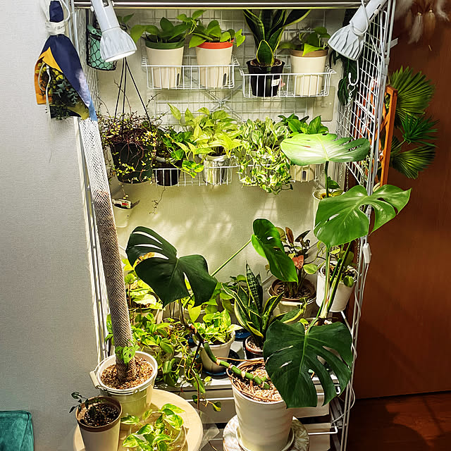 棚/水耕栽培♡/観葉植物のある暮らし/植物育成コーナー/株分け成功...などのインテリア実例 - 2024-09-04 15:05:22