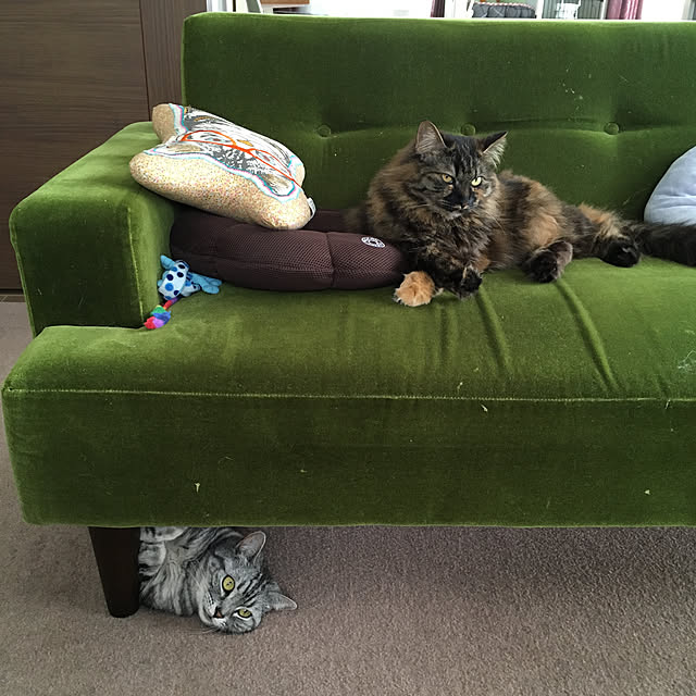 mikomaruさんの実例写真