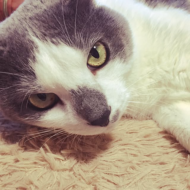 gomaさんの実例写真