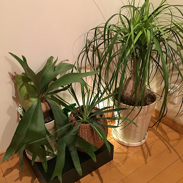 tsuyopipさんの実例写真
