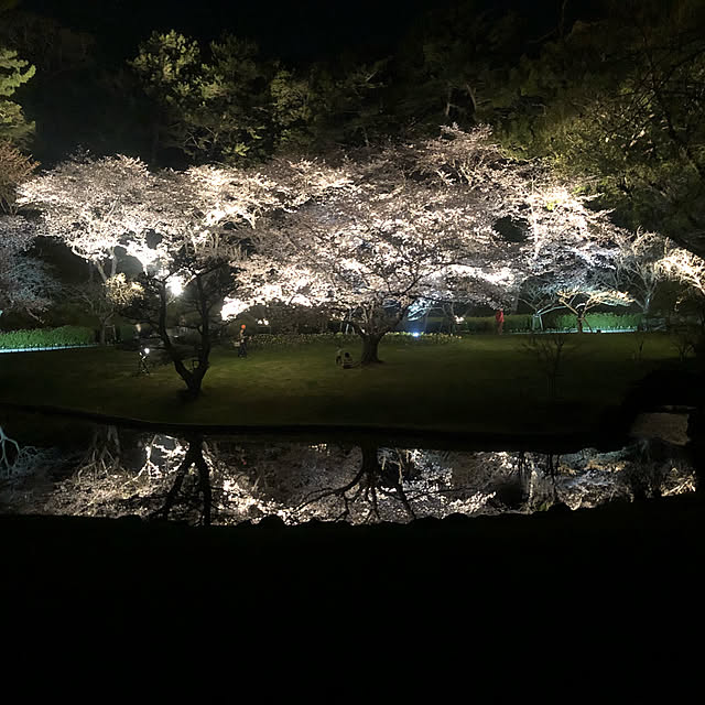部屋全体/夜桜見物/フォロー&いいね ありがとうございます♡/お返しいいね出来なくてすみません/フォロワー100人♪感謝‼︎...などのインテリア実例 - 2018-03-25 23:54:51