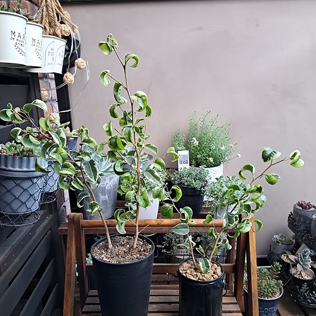 noaさんの部屋