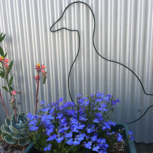 akekuroankoさんの実例写真