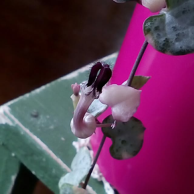 mariagardenさんの実例写真