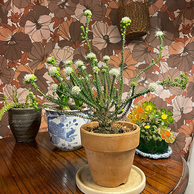 shin0719さんの実例写真