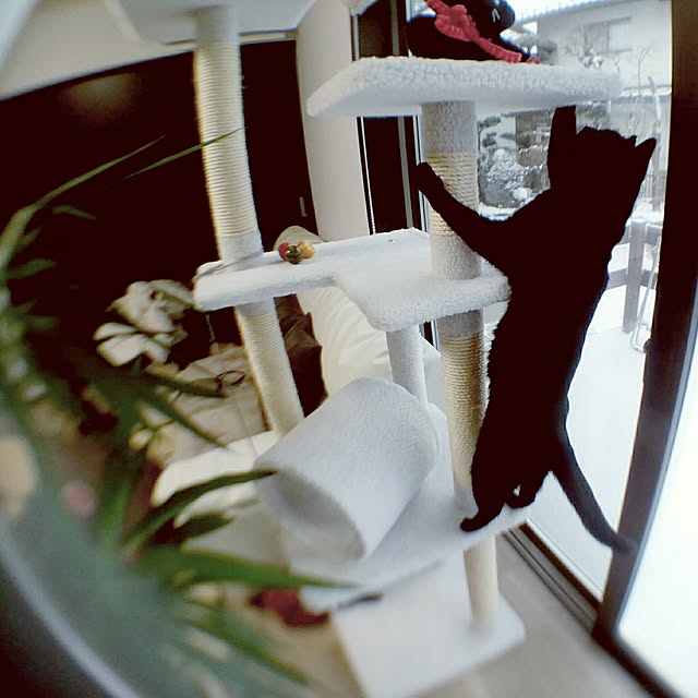 shocoraさんの実例写真