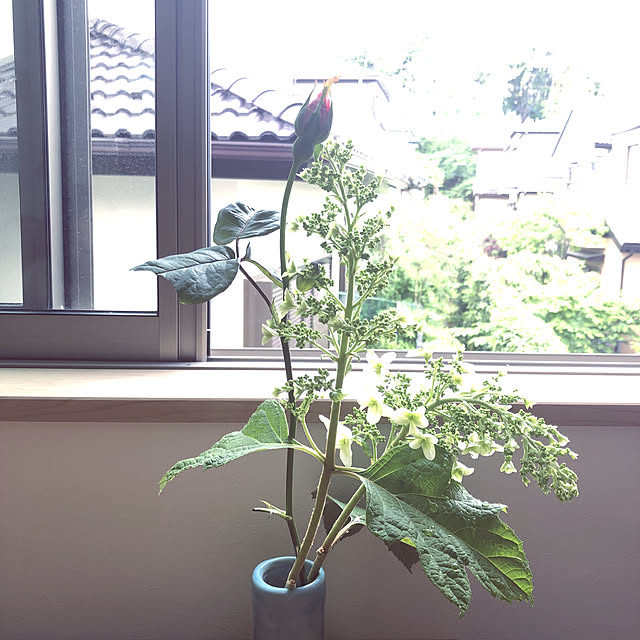 hatsugaさんの実例写真