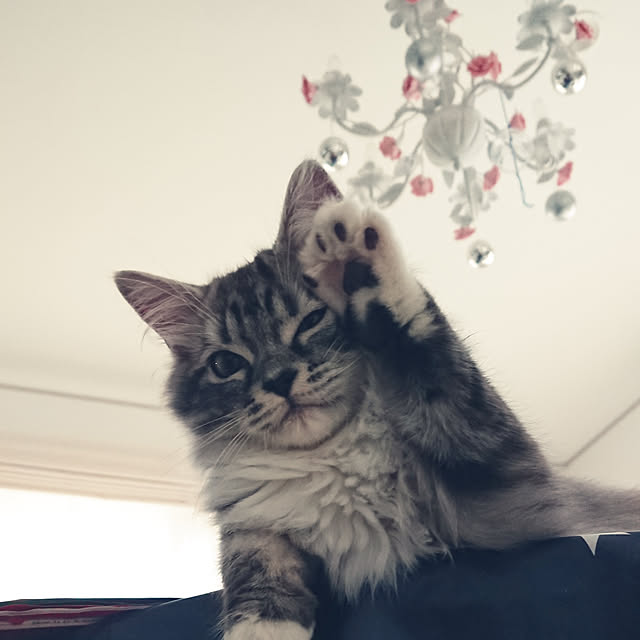 annetina374さんの実例写真