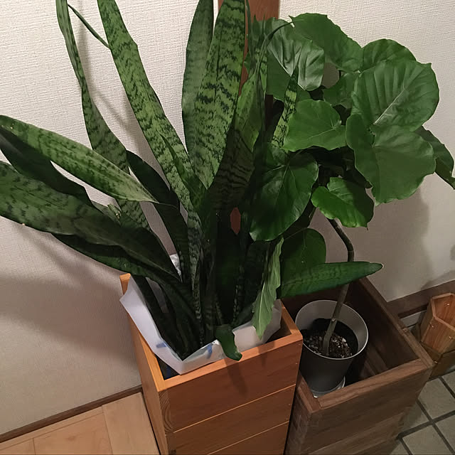 cocomarine820さんの実例写真