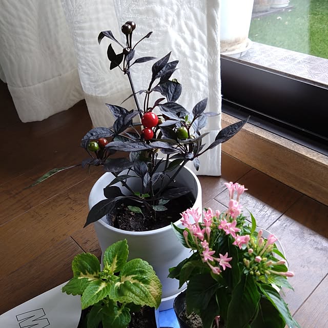 kakkaさんの実例写真