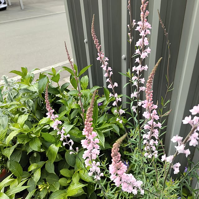kiraさんの部屋