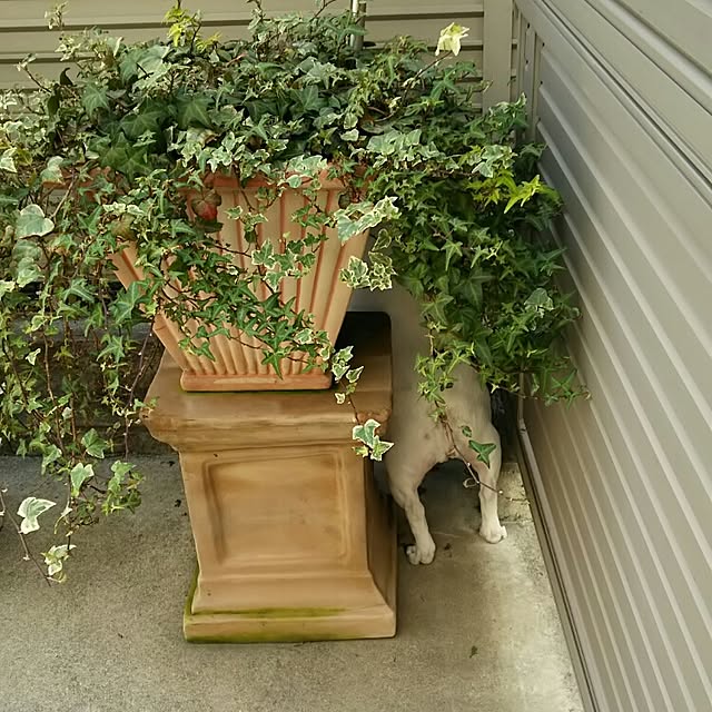 panchobiさんの実例写真