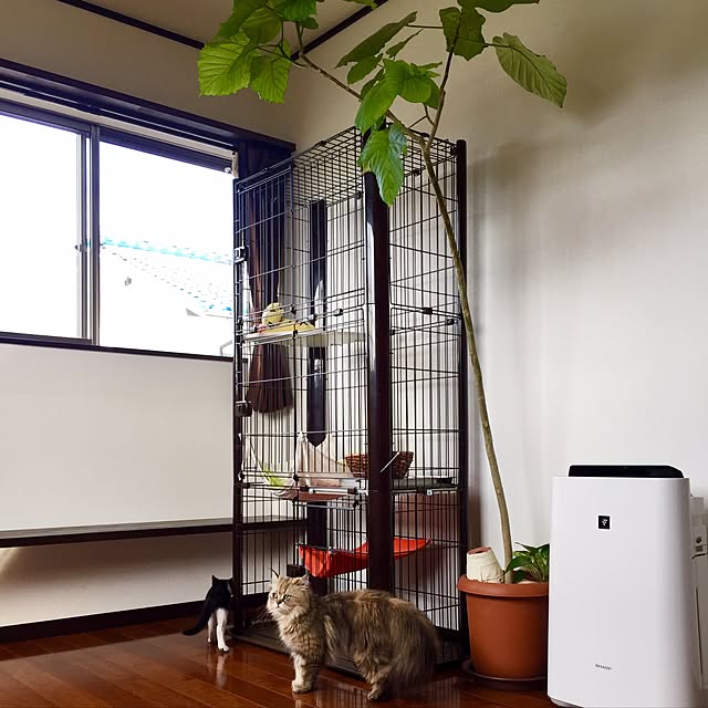 butachanさんの実例写真