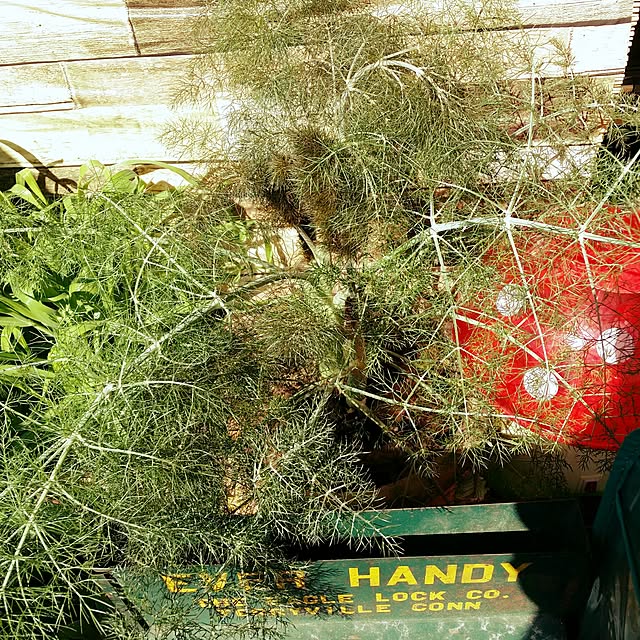 junk.__.maniaさんの実例写真