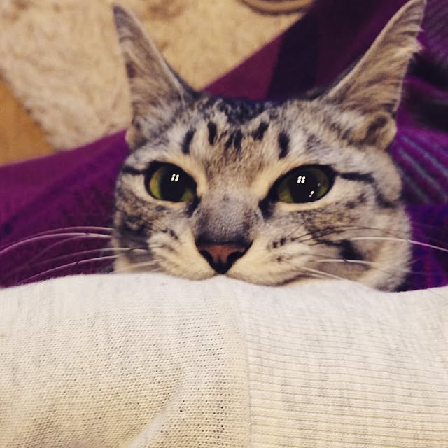 棚/猫/ねこ/ねこ部/ガブッ‼️...などのインテリア実例 - 2015-02-22 12:54:31