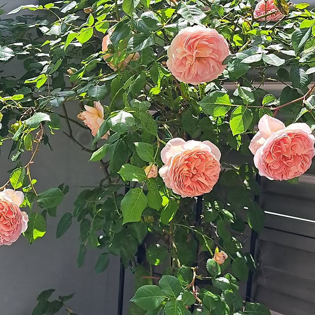 renrenさんの部屋