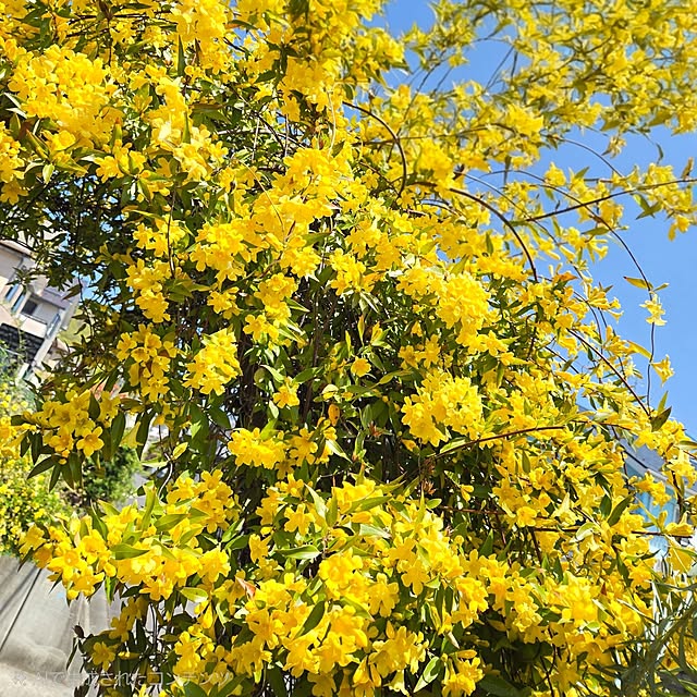 min_nimさんの実例写真