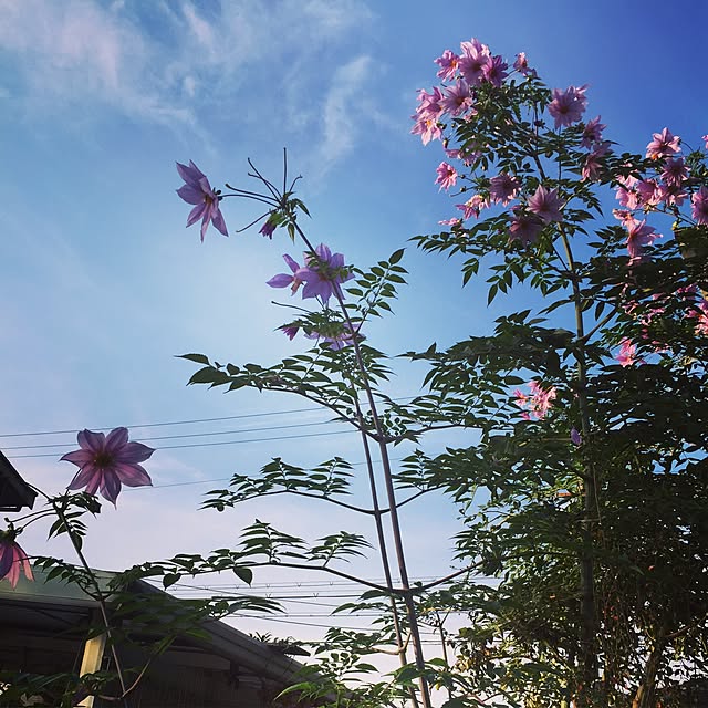 mohayaeteさんの実例写真