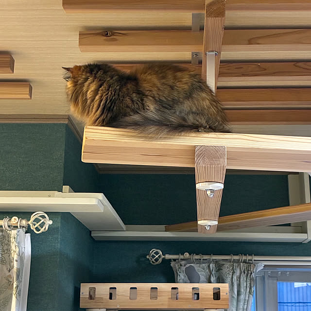 nekohagu2022さんの実例写真