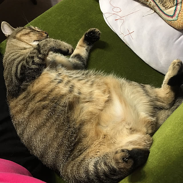 mikomaruさんの実例写真
