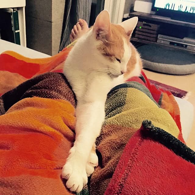 ziziguguさんの実例写真