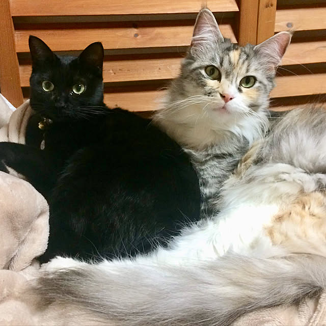 bebi.kさんの実例写真