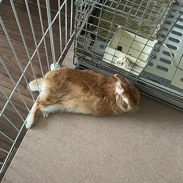 anaさんの実例写真