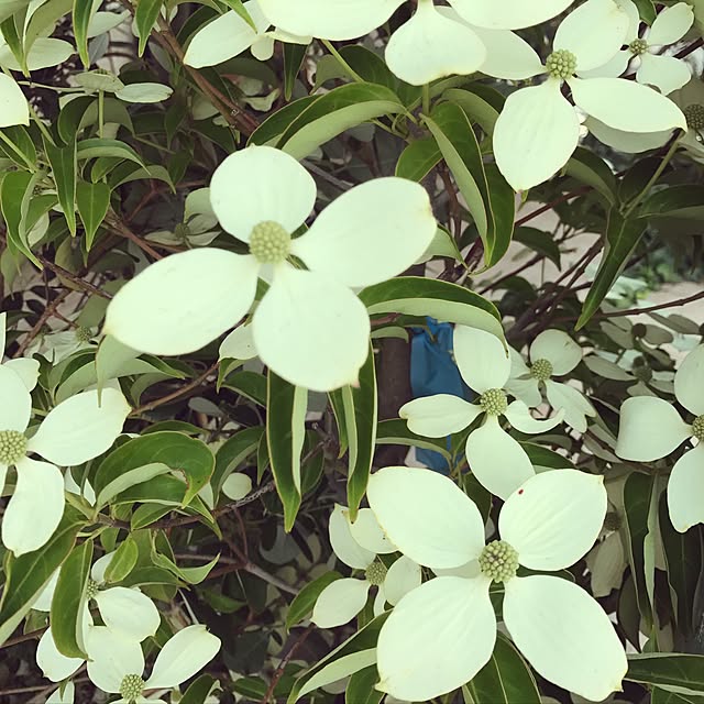 miiさんの実例写真
