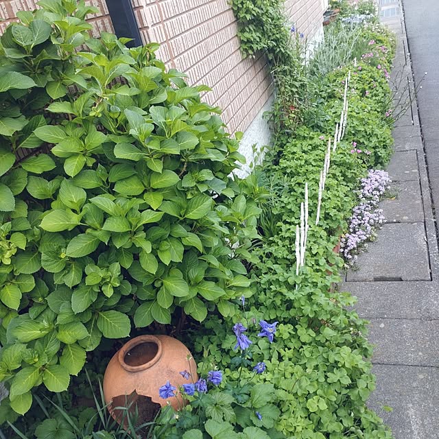 Hujikoさんの実例写真