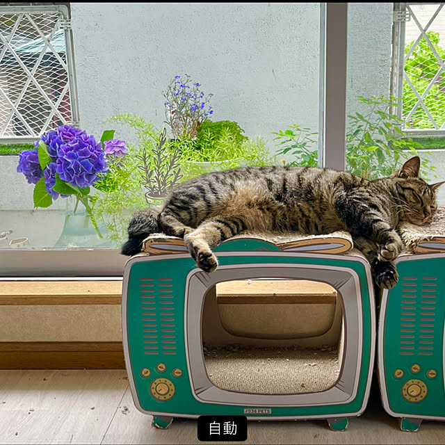 hamuhamuさんの実例写真