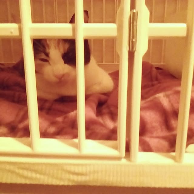 catloveさんの部屋
