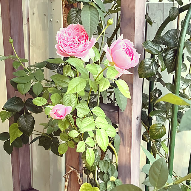 seiseiさんの部屋