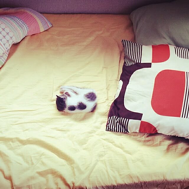Yuriさんの実例写真