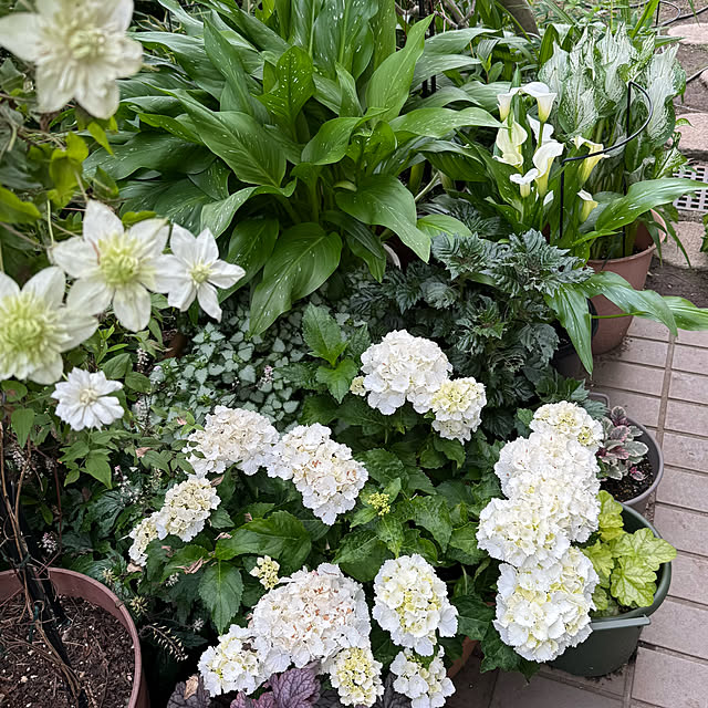 mamizaさんの部屋