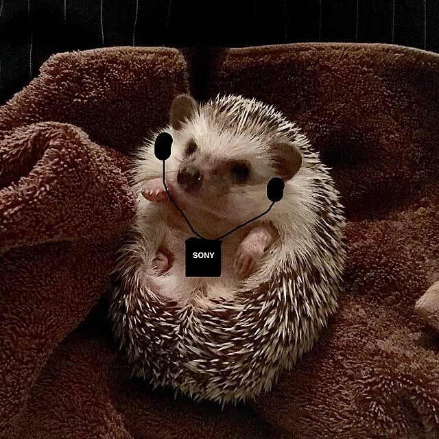 saokoさんの実例写真