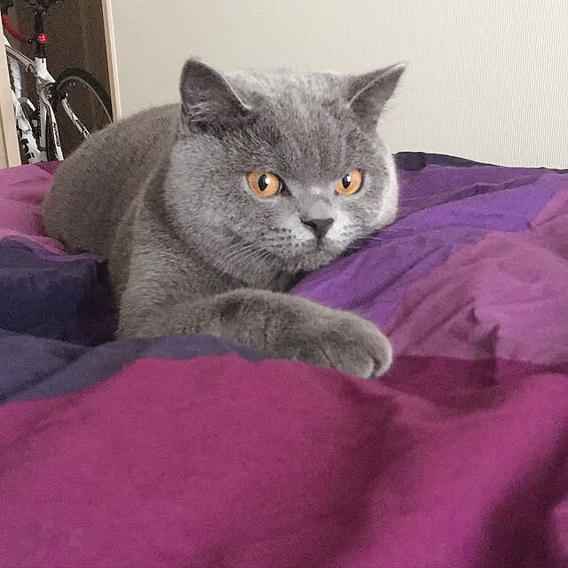kittyさんの実例写真
